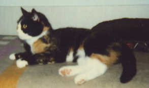 3.8.99 Loreley.jpg (5422 Byte)