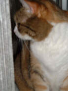 Fenster_5.jpg (4509 Byte)