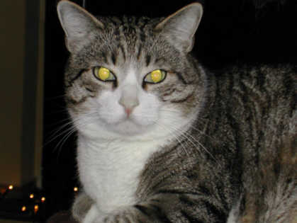 Jonas_44.jpg (15326 Byte)