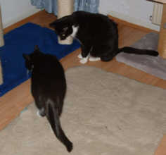 Max und Moritz Kratzb.jpg (6016 Byte)