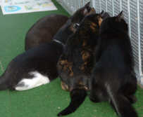 Max,Moritzm,Teddy,Lorely 2.jpg (4942 Byte)