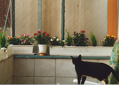 Moritz 2.JPG (24988 Byte)