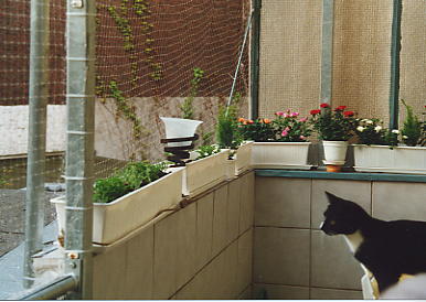 Moritz 4.JPG (25988 Byte)