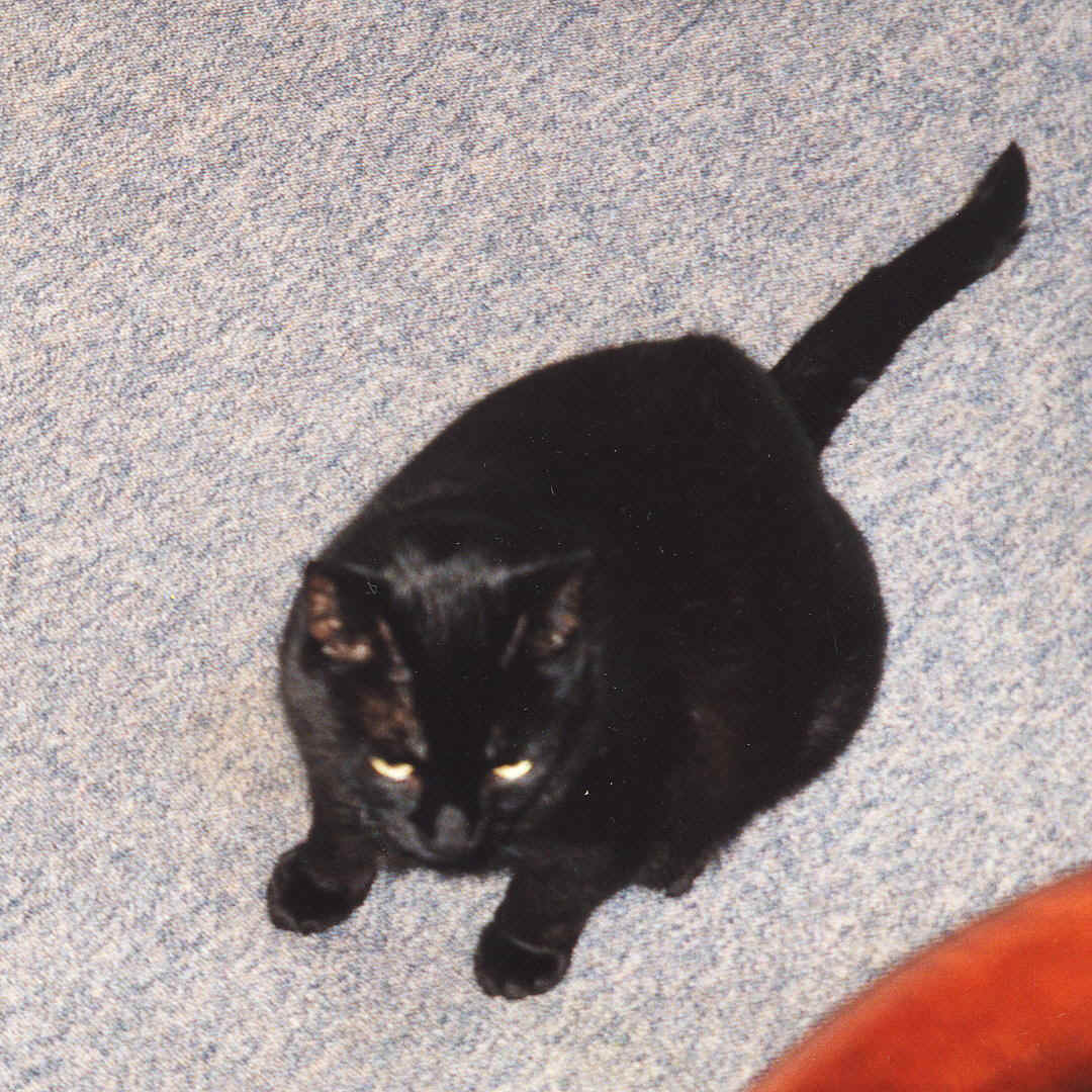 Moritz neu.JPG (247651 Byte)