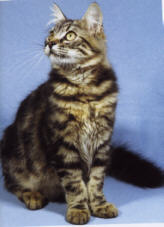 Norwegische Wildkatze.jpg (8473 Byte)