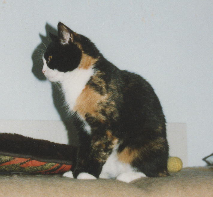 Schatten.JPG (52144 Byte)