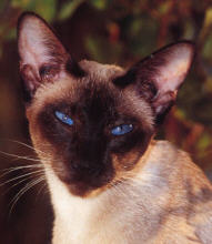 Siam 2.jpg (9594 Byte)