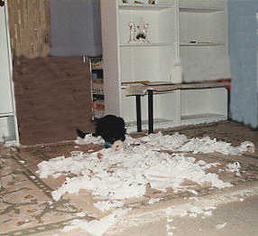 Toilettenpapier 2.jpg (12471 Byte)