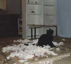 Toilettenpapier 4a.jpg (6363 Byte)