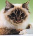 heilige Birma 5.jpg (3253 Byte)