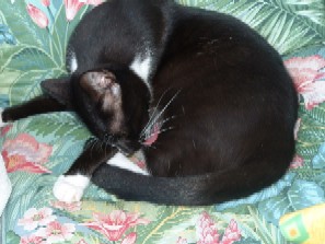 max.jpg (23595 Byte)