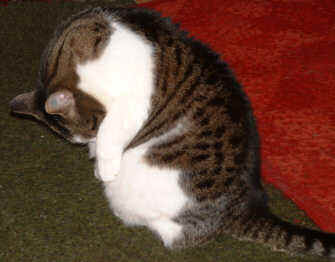 putzen 2b.jpg (10849 Byte)