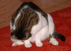 putzen 3a.jpg (8286 Byte)