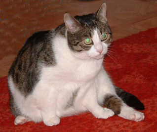 putzen 4a.jpg (10263 Byte)