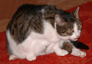 putzen 5a.jpg (8837 Byte)