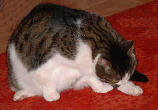 putzen 6a.jpg (9757 Byte)