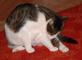 putzen 7a.jpg (9777 Byte)