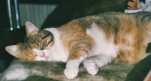 schlafen 2.jpg (33593 Byte)
