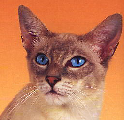 siam 1.jpg (14182 Byte)