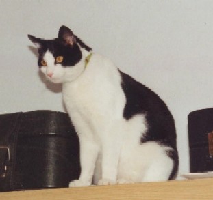 sissi.jpg (16243 Byte)