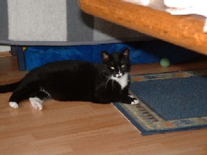 sweety.jpg (28646 Byte)