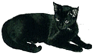 cat_118.gif (26877 Byte)