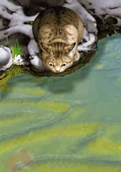 katze augen.gif (143364 Byte)