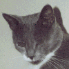 katze augen 5.gif (6914 Byte)