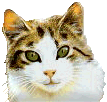 cat_06.gif (10964 Byte)