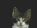 cat_78.gif (49454 Byte)
