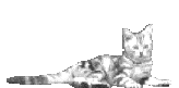 cat_69.gif (85616 Byte)