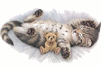 katze8.gif (62886 Byte)