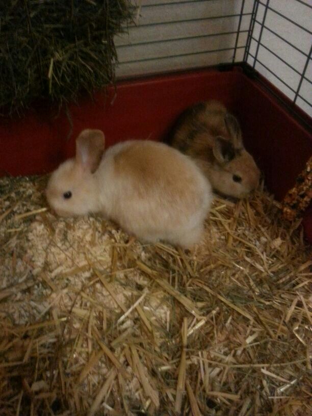 hase