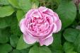 Rose mit Bl�tter.jpg (2902 Byte)