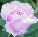 Rose violett.jpg (3577 Byte)