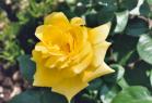 Teerose.jpg (4105 Byte)