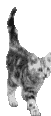 cat_124.gif (13631 Byte)