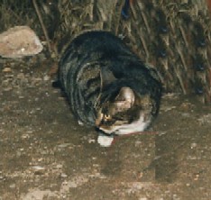 Mammi.jpg (19205 Byte)