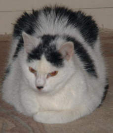 Minni 20.jpg (8289 Byte)