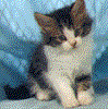 katze_038.gif (8716 Byte)