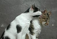 cat_87.gif (62940 Byte)