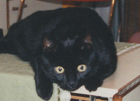 Augen.JPG (23834 Byte)
