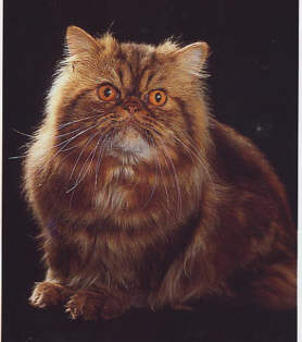 Brown Tebby.jpg (13384 Byte)