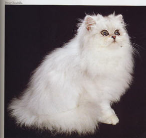 Chinchilla.jpg (9948 Byte)