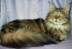 Main Coon 3.jpg (2345 Byte)