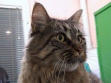 Main Coon 4.jpg (2832 Byte)
