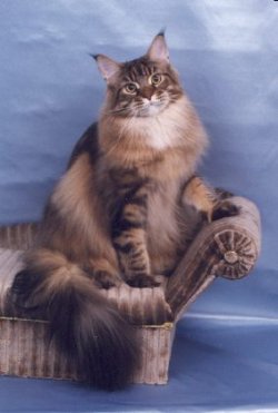 MaineCoon.jpg (16617 Byte)