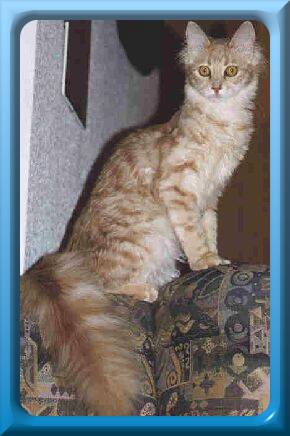 t�rkisch Angora.jpg (23913 Byte)