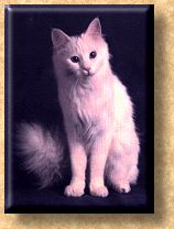 t�rkisch Angora 2.jpg (7617 Byte)