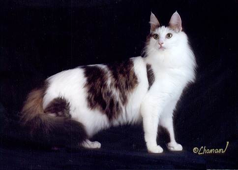 t�rkisch Angora 3.jpg (15593 Byte)